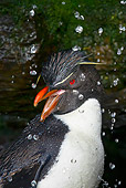 BRD 05 KH0128 01
Portrait Of Rockhopper Penguin Taking Freshwater Shower
