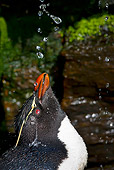 BRD 05 KH0129 01
Portrait Of Rockhopper Penguin Taking Freshwater Shower