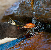 BRD 05 KH0130 01
Head Shot Of Rockhopper Penguin Taking Freshwater Shower