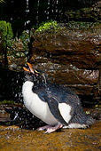 BRD 05 KH0131 01
Rockhopper Penguin Taking Freshwater Shower