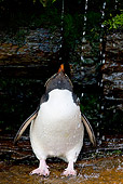 BRD 05 KH0132 01
Rockhopper Penguin Taking Freshwater Shower