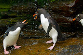 BRD 05 KH0133 01
Two Rockhopper Penguins Taking Freshwater Shower And Fighting For Best Spot