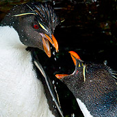 BRD 05 KH0134 01
Close-Up Of Rockhopper Penguins Fighting For Best Spot In Freshwater Shower