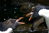 BRD 05 KH0135 01
Close-Up Of Rockhopper Penguins Fighting For Best Spot In Freshwater Shower