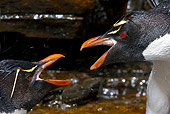 BRD 05 KH0136 01
Close-Up Of Rockhopper Penguins Fighting For Best Spot In Freshwater Shower