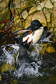 BRD 05 KH0137 01
Two Rockhopper Penguins Fighting For Best Spot In Natural Pool