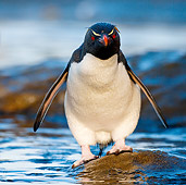 BRD 05 KH0138 01
Rockhopper Penguin Standing On Rock In Natural Pool