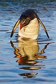BRD 05 KH0139 01
Rockhopper Penguin Bathing In Natural Pool