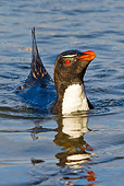BRD 05 KH0140 01
Rockhopper Penguin Bathing In Natural Pool