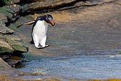 BRD 05 KH0141 01
Rockhopper Penguin Jumping Into Natural Pool