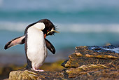 BRD 05 KH0142 01
Rockhopper Penguin Grooming After Taking Bath
