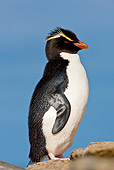 BRD 05 KH0143 01
Rockhopper Penguin Drying On Rock After Swimming