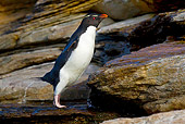 BRD 05 KH0144 01
Rockhopper Penguin Jumping From Rock To Rock