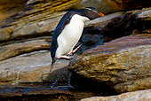 BRD 05 KH0145 01
Rockhopper Penguin Jumping From Rock To Rock