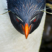 BRD 05 KH0146 01
Head Shot Of Rockhopper Penguin