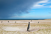 BRD 05 KH0147 01
Colony Of Magellanic Penguins By Burrows In Sand Dunes Falkland Islands