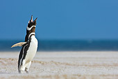 BRD 05 KH0148 01
Magellanic Penguin Calling Out In Sand Dunes Falkland Islands