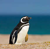 BRD 05 KH0149 01
Magellanic Penguin Walking On Sand Dunes Near Burrow Falkland Islands