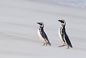 BRD 05 KH0150 01
Magellanic Penguins Walking On Beach In Sand Storm Falkland Islands