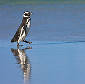 BRD 05 KH0151 01
Magellanic Penguin Walking On Beach Falkland Islands