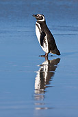 BRD 05 KH0152 01
Magellanic Penguin Standing On Beach Falkland Islands