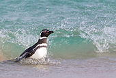 BRD 05 KH0153 01
Magellanic Penguin Swimming Up On Shore Falkland Islands