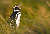 BRD 05 KH0154 01
Magellanic Penguin Calling Out In Tall Grass Falkland Islands