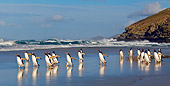 BRD 05 KH0155 01
Group Of Gentoo Penguins Walking On Beach Falkland Islands