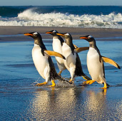 BRD 05 KH0156 01
Group Of Gentoo Penguins Walking On Beach Falkland Islands