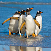 BRD 05 KH0157 01
Group Of Gentoo Penguins Walking On Beach Falkland Islands