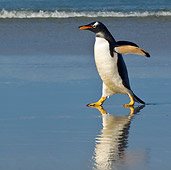 BRD 05 KH0158 01
Gentoo Penguin Walking On Beach Falkland Islands