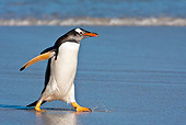 BRD 05 KH0159 01
Gentoo Penguin Walking On Beach Falkland Islands