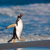 BRD 05 KH0161 01
Gentoo Penguin Walking On Beach Falkland Islands