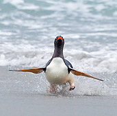 BRD 05 KH0164 01
Gentoo Penguin Leaving Ocean Falkland Islands