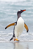 BRD 05 KH0165 01
Gentoo Penguin Walking Out Of Ocean Falkland Islands