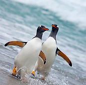 BRD 05 KH0166 01
Two Gentoo Penguins Walking Out Of Ocean Falkland Islands