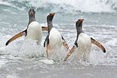 BRD 05 KH0167 01
Three Gentoo Penguins Walking Out Of Ocean Falkland Islands