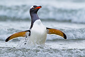 BRD 05 KH0168 01
Gentoo Penguin Leaving Ocean Falkland Islands