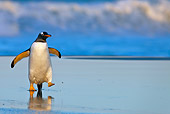 BRD 05 KH0169 01
Gentoo Penguin Walking On Beach At Dusk Falkland Islands