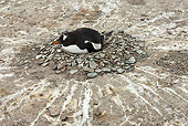 BRD 05 KH0170 01
Gentoo Penguin Laying On Rocky Nest Falkland Islands