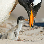 BRD 05 KH0171 01
Close-Up Of Gentoo Penguin Mother And Chick In Sand Falkland Islands