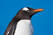 BRD 05 KH0173 01
Head Shot Of Gentoo Penguin Against Blue Sky Falkland Islands