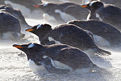 BRD 05 KH0174 01
Group Of Gentoo Penguins Resting In Sandstorm Falkland Islands