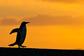 BRD 05 KH0177 01
Sihouette Of Gentoo Penguin At Sunset Falkland Islands