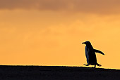 BRD 05 KH0178 01
Sihouette Of Gentoo Penguin At Sunset Falkland Islands