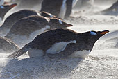 BRD 05 KH0179 01
Gentoo Penguins At Nest In Sand Storm Falklands