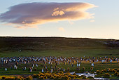BRD 05 KH0180 01
Colony Of King Penguins At Sunset Falklands