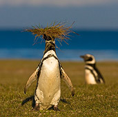 BRD 05 KH0181 01
Magellanic Penguin Collecting Grass For Burrow Falklands