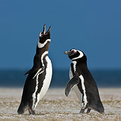 BRD 05 KH0182 01
Two Magellanic Penguins Standing On Beach Falklands
