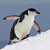 BRD 05 KH0183 01
Chinstrap Penguin Climbing Up Icy Hill Antarctica
